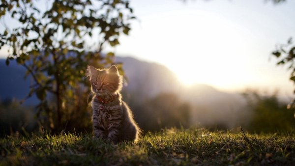 Кошка в лучах солнца