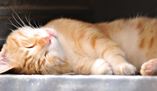 Котенок спит
