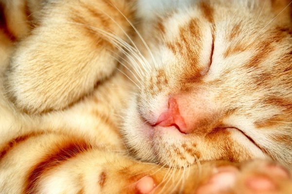 Кошка нежится на солнышке