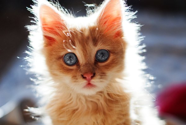 Котенок светится от счастья