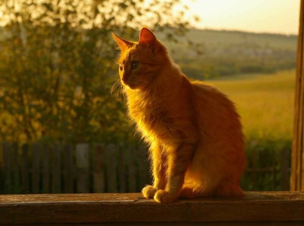 Рыжее солнце