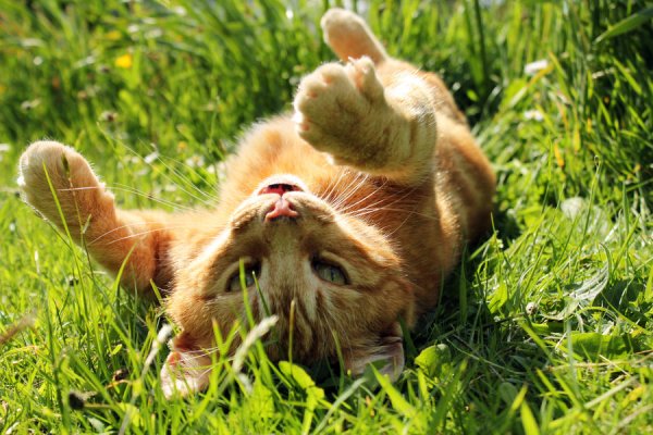 Кот валяется в траве