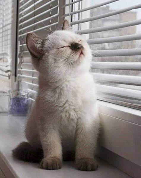 Котенок ждет