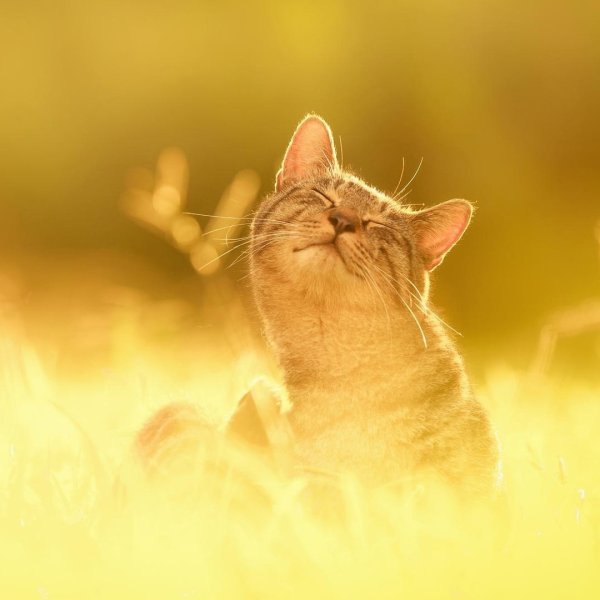 Котик на солнышке