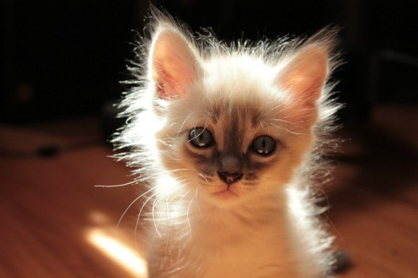 Котенок светится