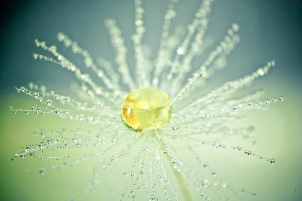 Капли на солнце