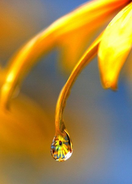 Желтые капли