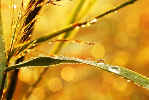 Роса на солнце