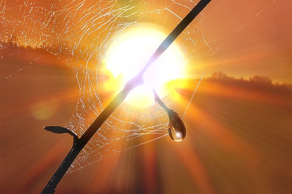 Отражение солнца в капле