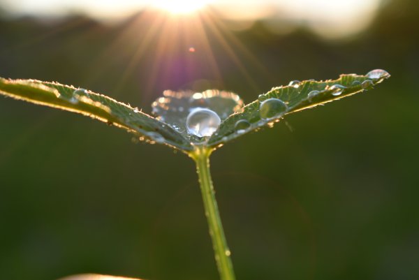 Капли утренней росы