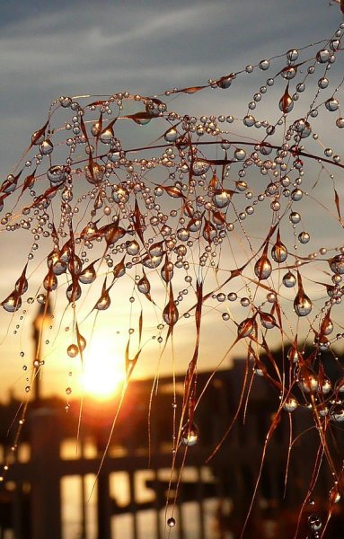 Капли дождя на ветках