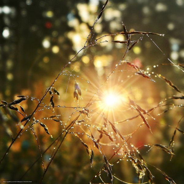 Дождь и солнце