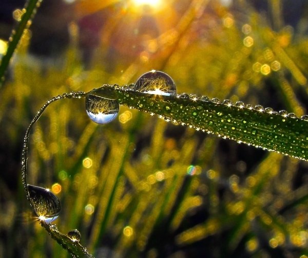 Капли росы на солнце