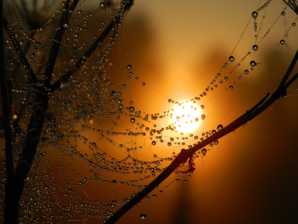 Дождь на рассвете