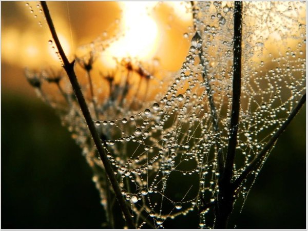 Вечерняя роса