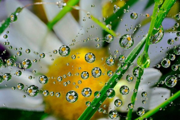 Утренняя роса на цветах