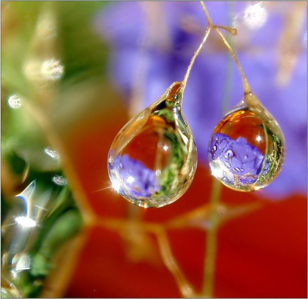 Капля росы на солнце