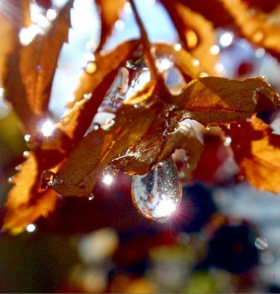 Капли дождя на листьях