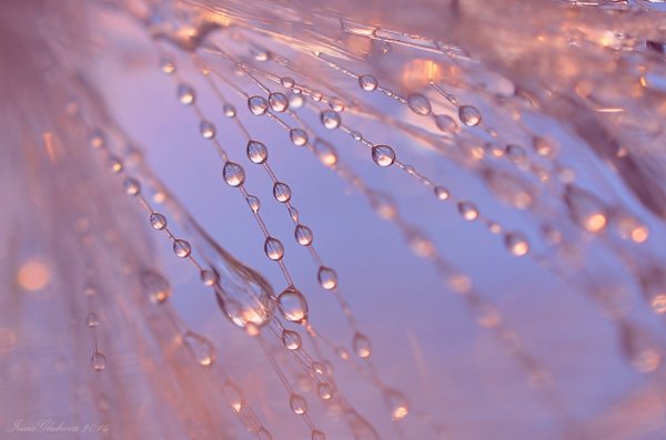 Капель солнце