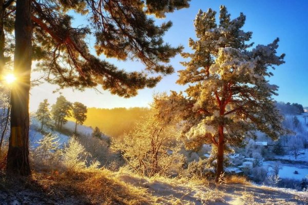 Сосновый лес солнце