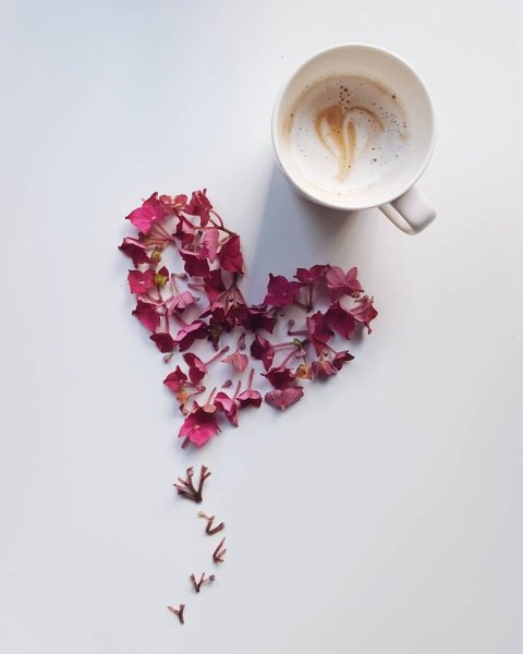 Красивые цветы утро