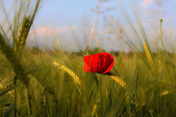 Цветы в лучах солнца
