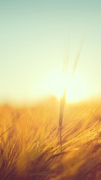 Розовый рассвет