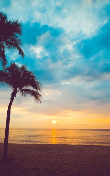 Восход пальмы море