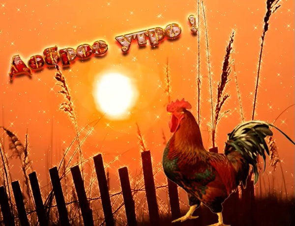 Доброе утро петушок