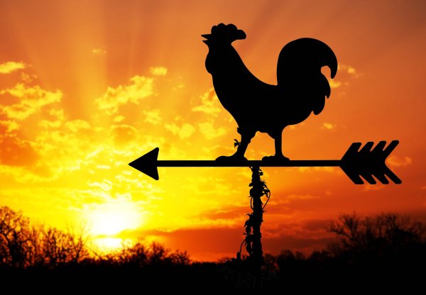 Петух на рассвете