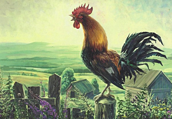 Раннее утро петух