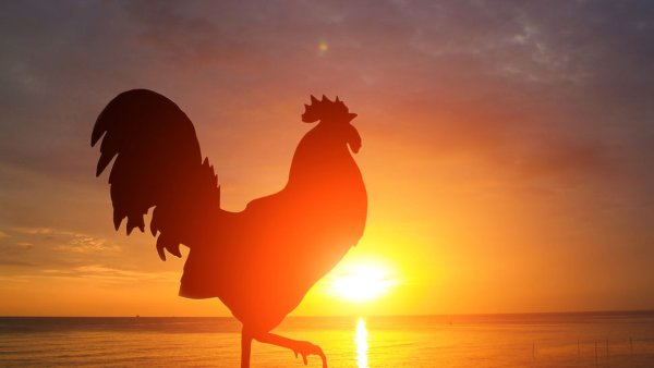Петух на рассвете