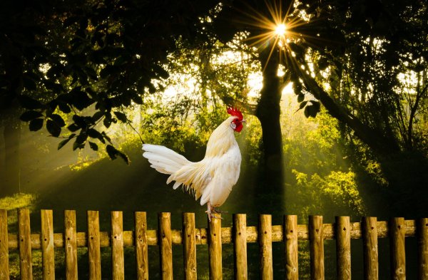 Картина петух на заборе
