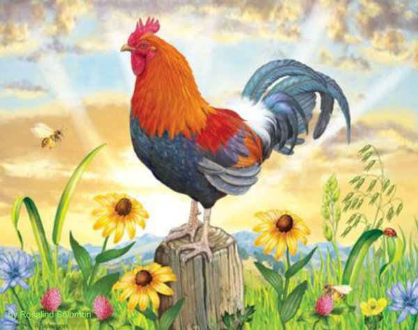 Петух на рассвете