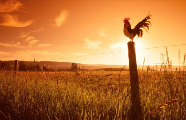 Герои сказки петушок золотой гребешок