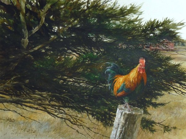 Деревня закат петух