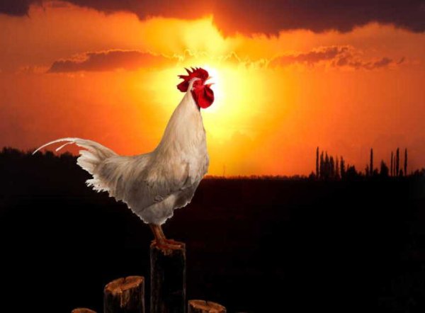 Петух декоративная живопись