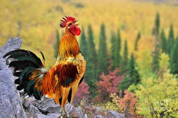 Славянский петушок