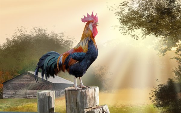 Петушок на заборе