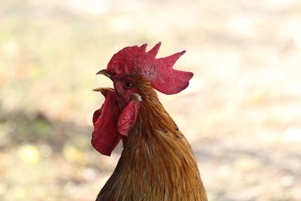 Петух на рассвете