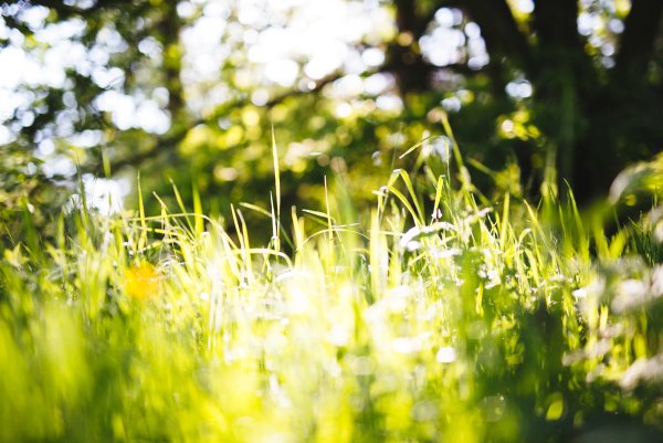 Трава в лучах солнца