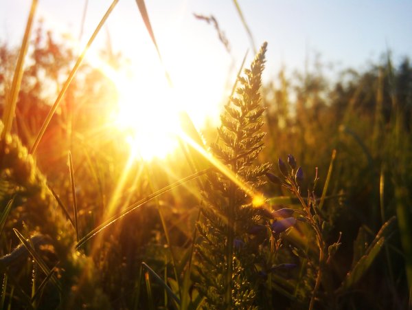 Осенняя трава