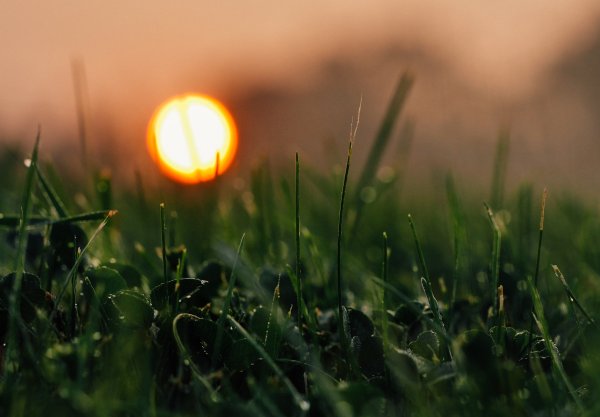 Утренняя трава