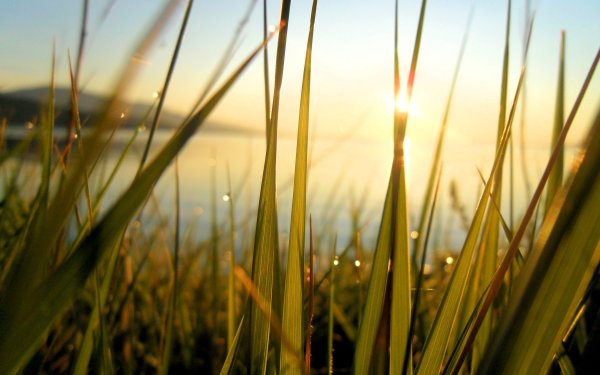 Трава в воде