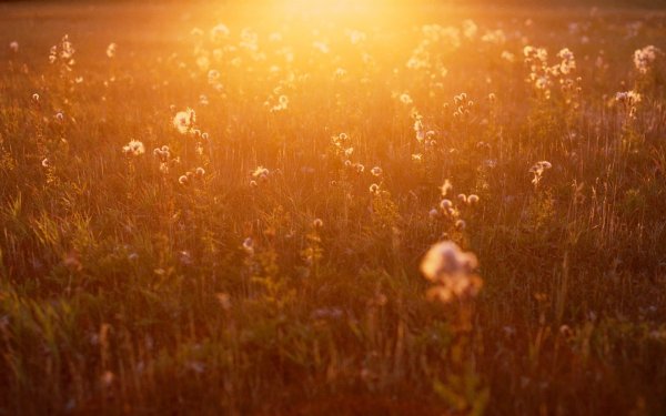 Залитое солнцем поле цветов