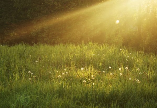 Блики солнца на траве