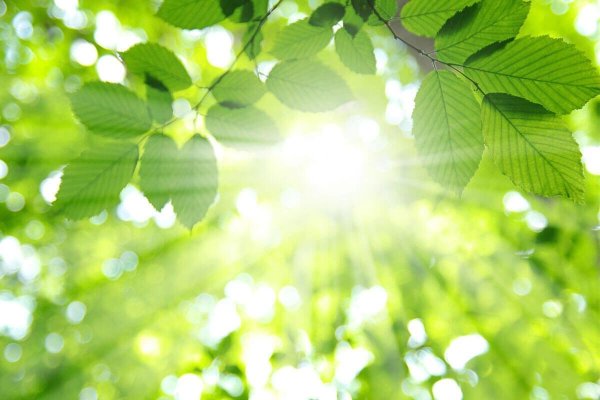 Солнце сквозь листву