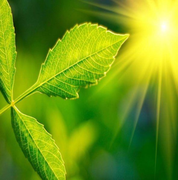 Фотосинтез Солнечный свет
