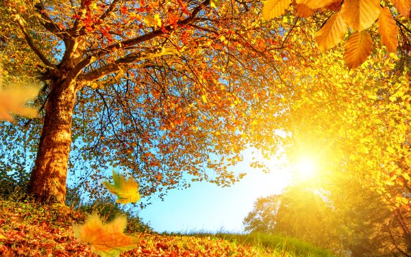 Солнце осенью