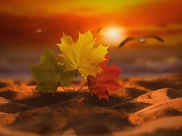 Осенний лист на закате